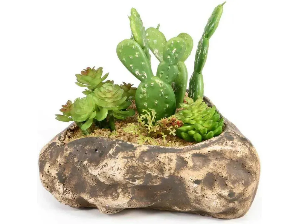 Pangea Succulent Garden #4