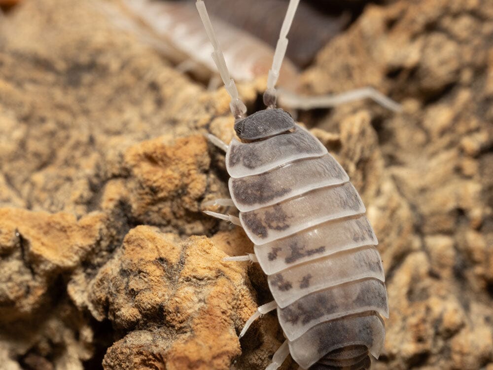 "Oreo Crumble" Isopods (Porcellionoides pruinosus) - Image 10