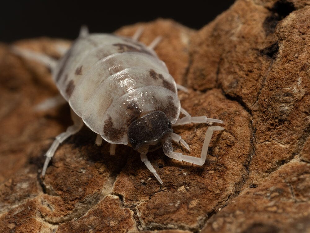 "Oreo Crumble" Isopods (Porcellionoides pruinosus) - Image 12