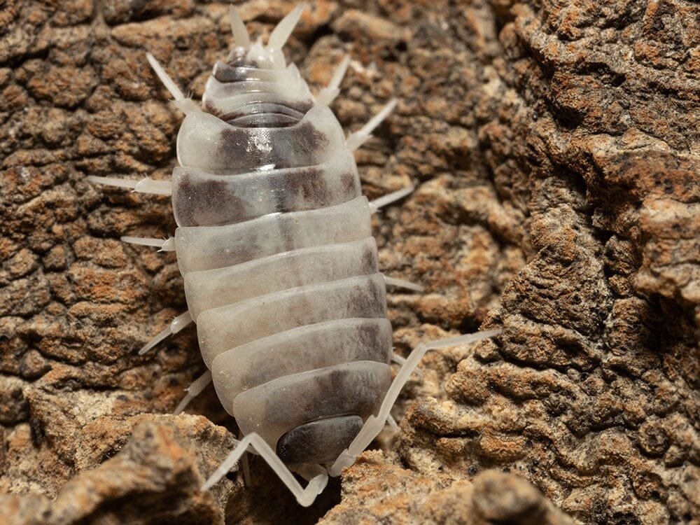 "Oreo Crumble" Isopods (Porcellionoides pruinosus) - Image 13