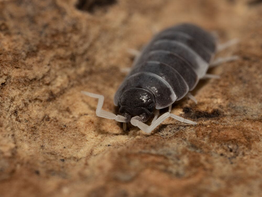 "Oreo Crumble" Isopods (Porcellionoides pruinosus) - Image 14