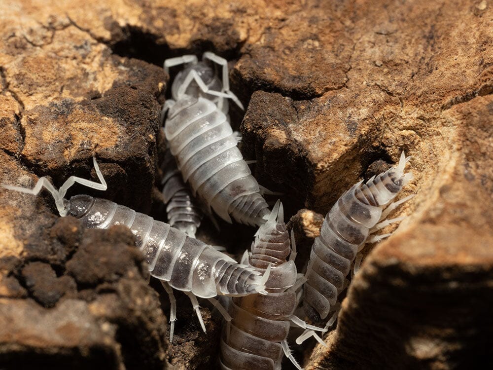 "Oreo Crumble" Isopods (Porcellionoides pruinosus) - Image 15