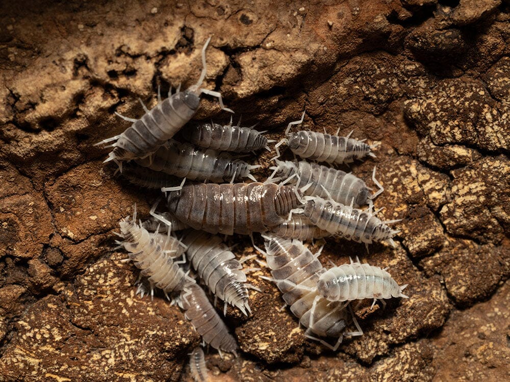 "Oreo Crumble" Isopods (Porcellionoides pruinosus) - Image 16