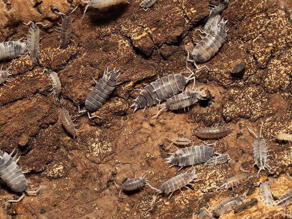 "Oreo Crumble" Isopods (Porcellionoides pruinosus) - Image 3