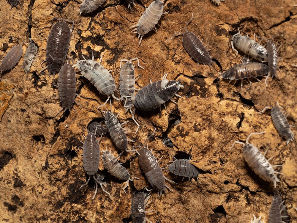 "Oreo Crumble" Isopods (Porcellionoides pruinosus) - Image 4