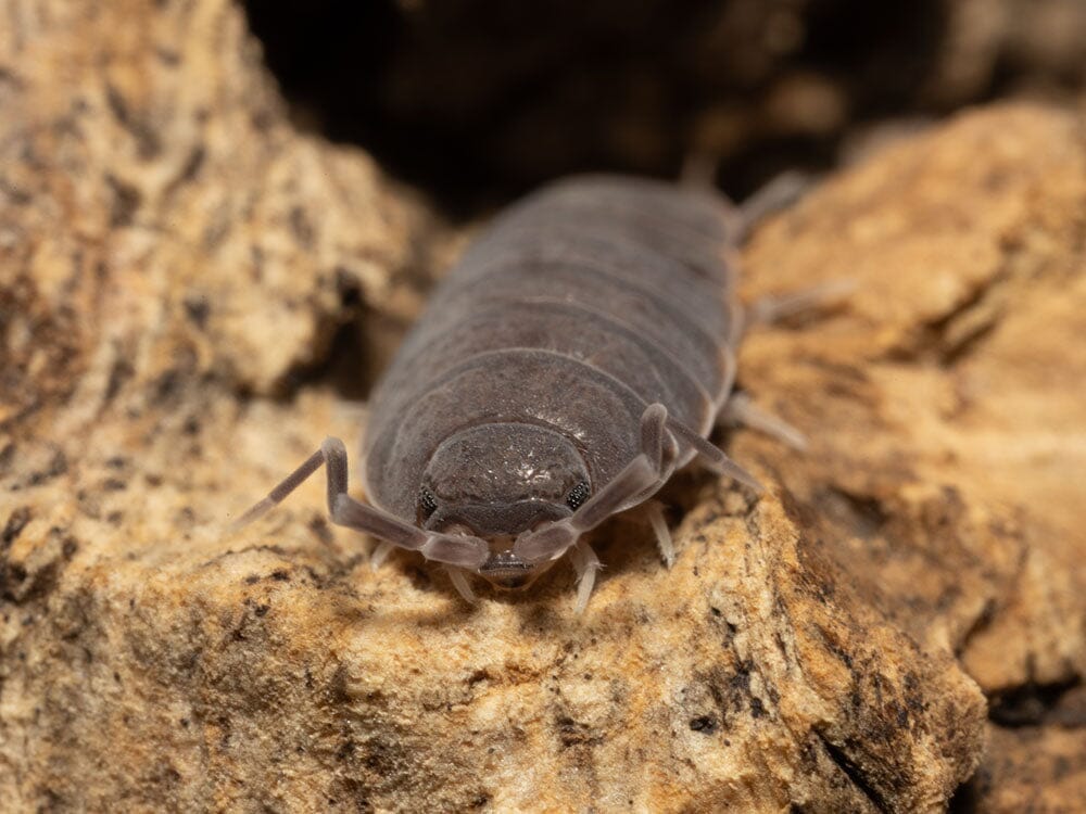 Powder Blue Isopods 25ct Auction