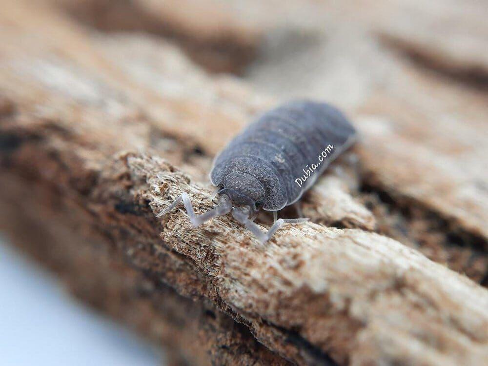 "Powder Blue" Isopods (Porcellionides pruinosus) - Image 3
