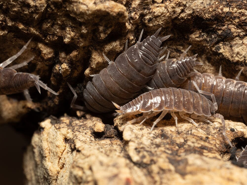 "Powder Blue" Isopods (Porcellionides pruinosus) - Image 4