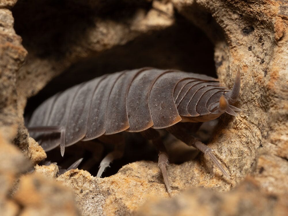 "Powder Blue" Isopods (Porcellionides pruinosus) - Image 5
