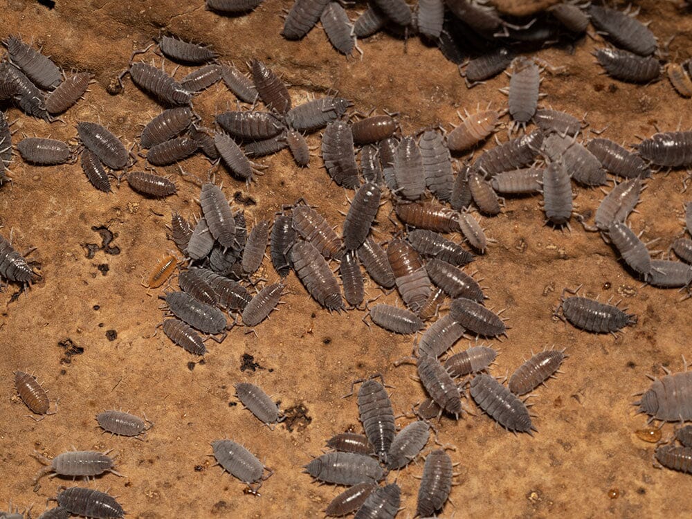"Powder Blue" Isopods (Porcellionides pruinosus) - Image 6