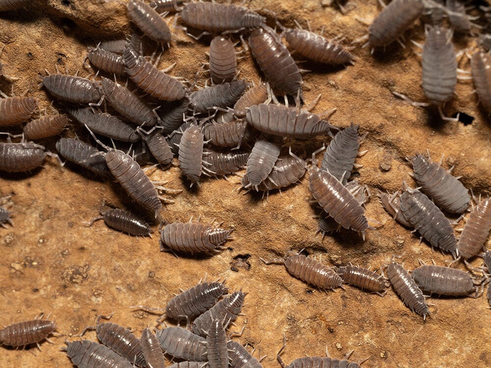 "Powder Blue" Isopods (Porcellionides pruinosus) - Image 7