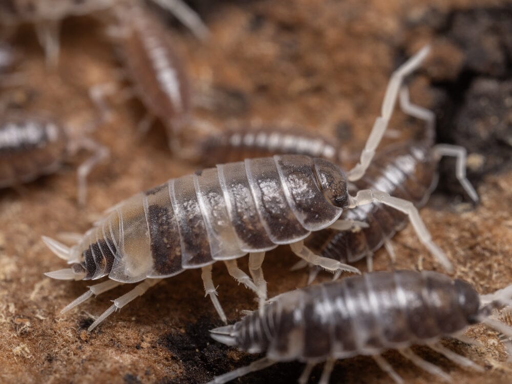 "Pied Powder Blue" Isopods (Porcellionides pruinosus)