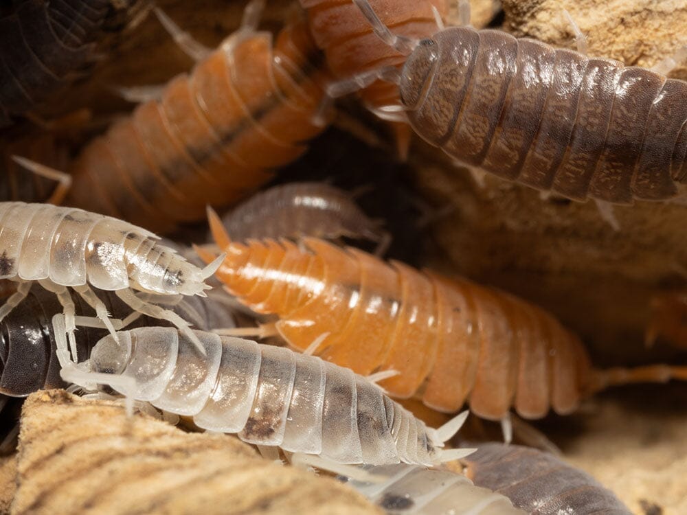 Powder Mix Isopod 25ct Auction