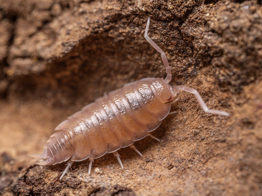 "Powder Pink" Isopods (Porcellionides pruinosus)