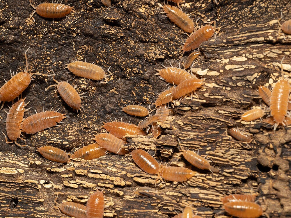 "Powder Orange" Isopods (Porcellionides pruinosus) - Image 3