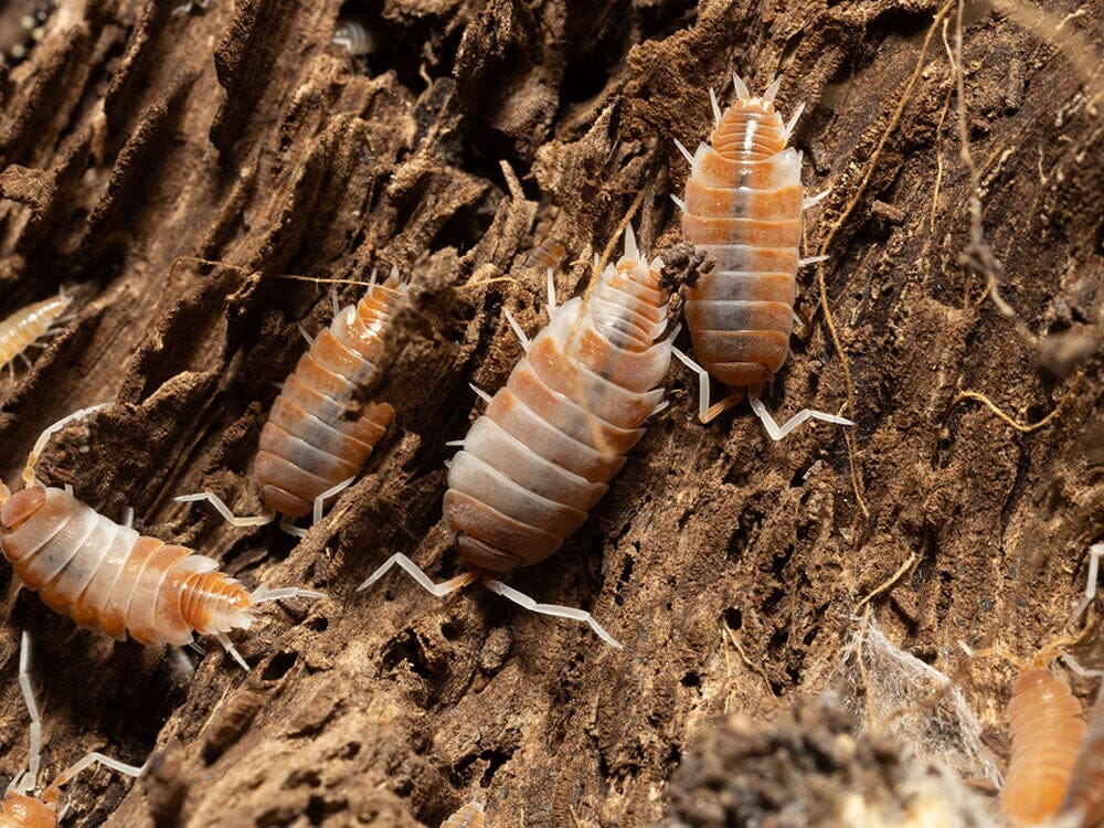 "Red Koi" Isopods (Porcellionoides pruinosus)
