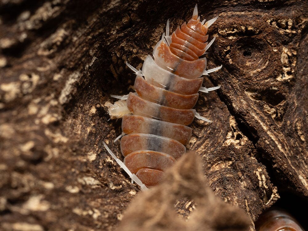 "Red Koi" Isopods (Porcellionoides pruinosus) - Image 2
