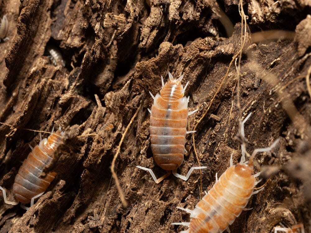 "Red Koi" Isopods (Porcellionoides pruinosus) - Image 3