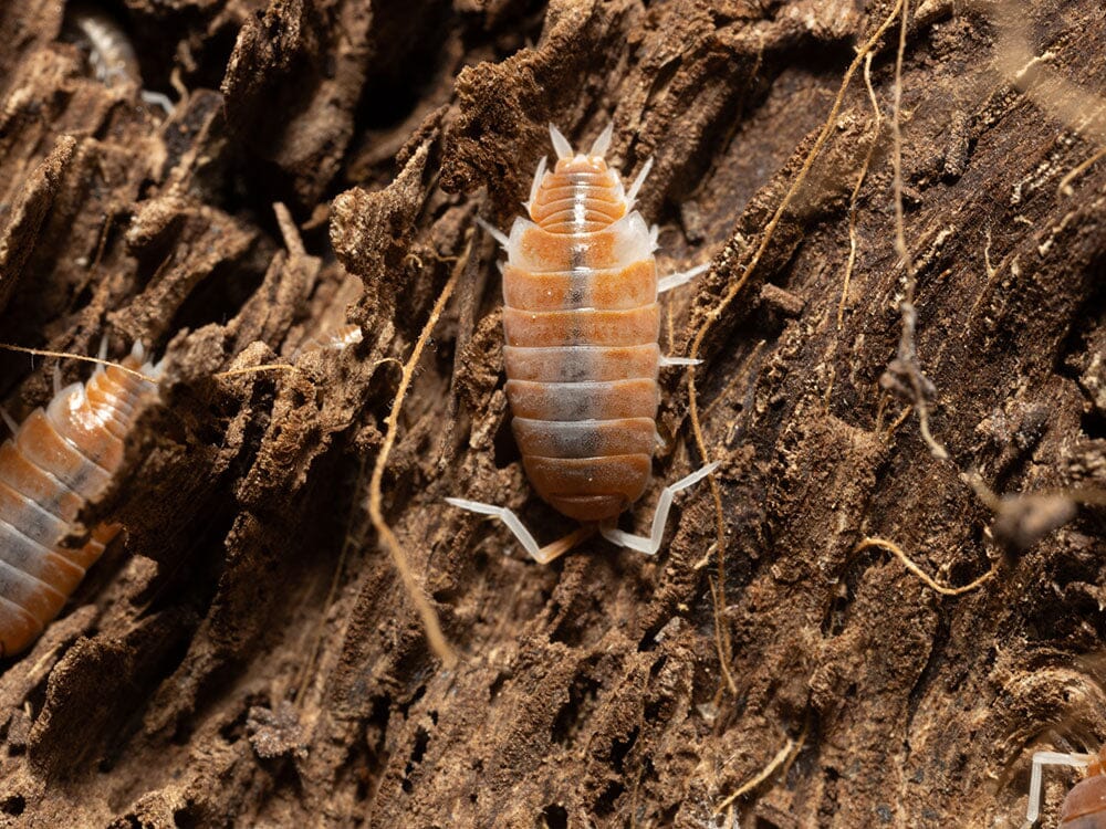 "Red Koi" Isopods (Porcellionoides pruinosus) - Image 4