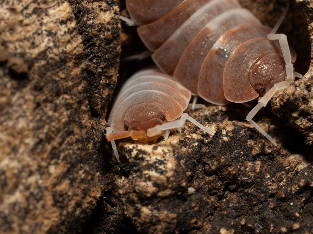 "Red Koi" Isopods (Porcellionoides pruinosus) - Image 5