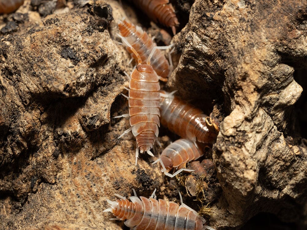 "Red Koi" Isopods (Porcellionoides pruinosus) - Image 6