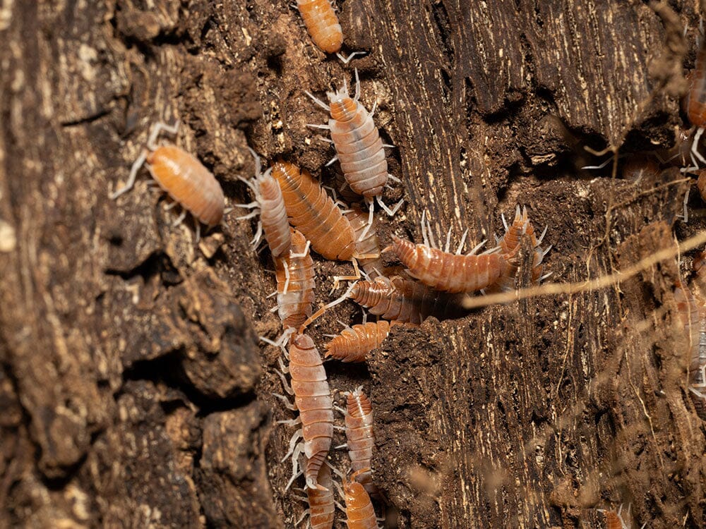 "Red Koi" Isopods (Porcellionoides pruinosus) - Image 7