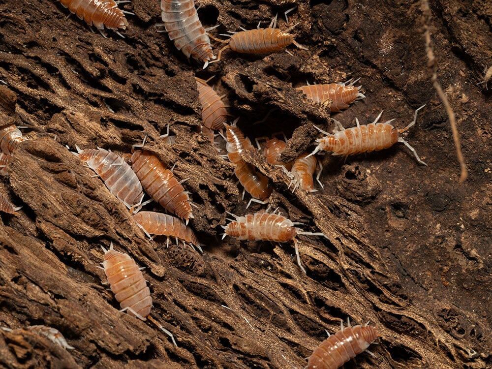 "Red Koi" Isopods (Porcellionoides pruinosus) - Image 8