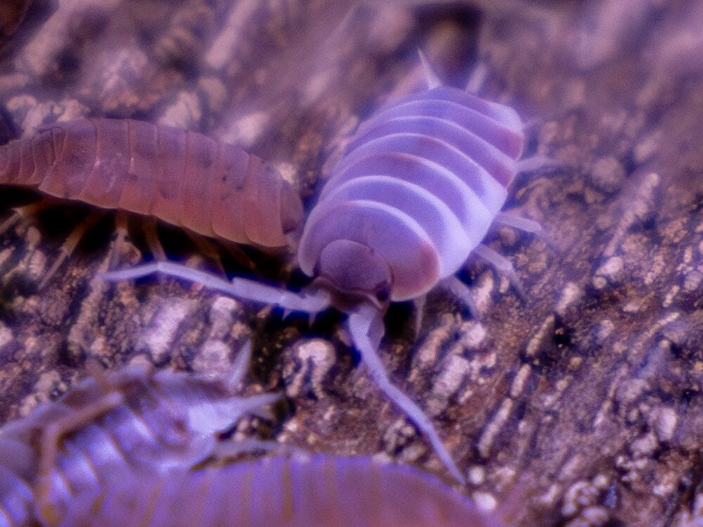 "Orange Cream" Isopods (Porcellionoides pruinosus)