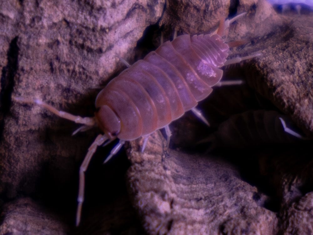 "Orange Cream" Isopods (Porcellionoides pruinosus) - Image 3