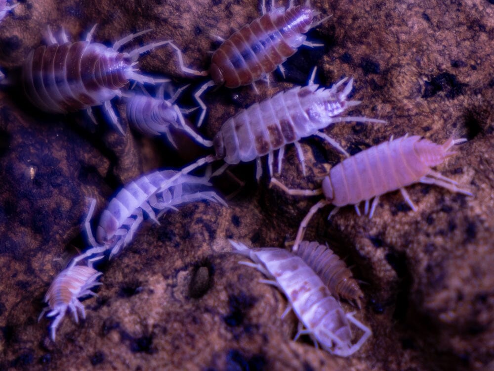 "Orange Cream" Isopods (Porcellionoides pruinosus) - Image 4