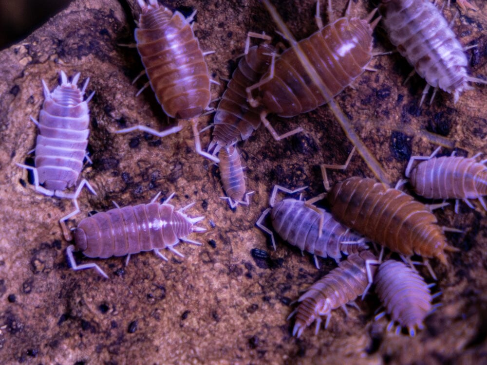 "Orange Cream" Isopods (Porcellionoides pruinosus) - Image 5