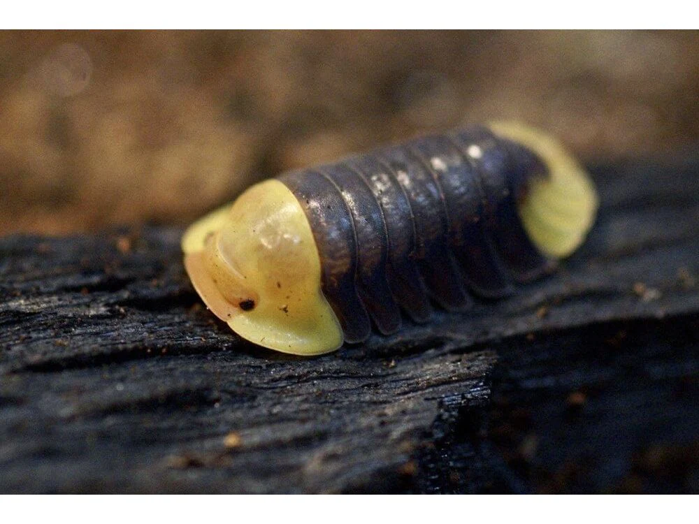 Rubber Ducky (Cubaris sp.) 5ct Auction