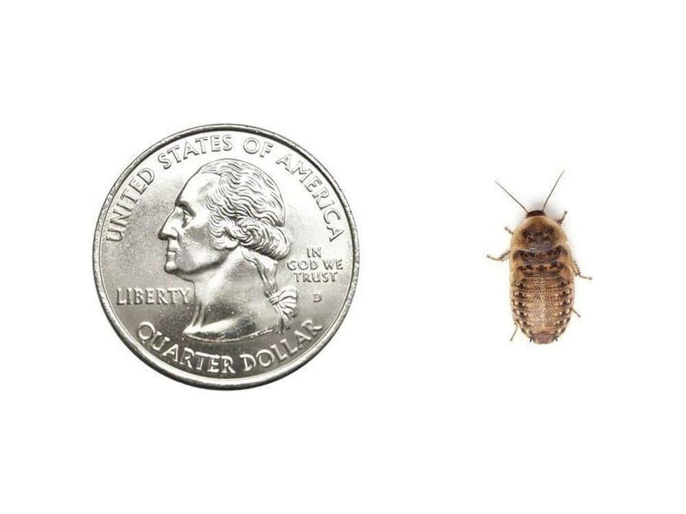 Small 1/2" Dubia FREE SHIPPING - Image 2