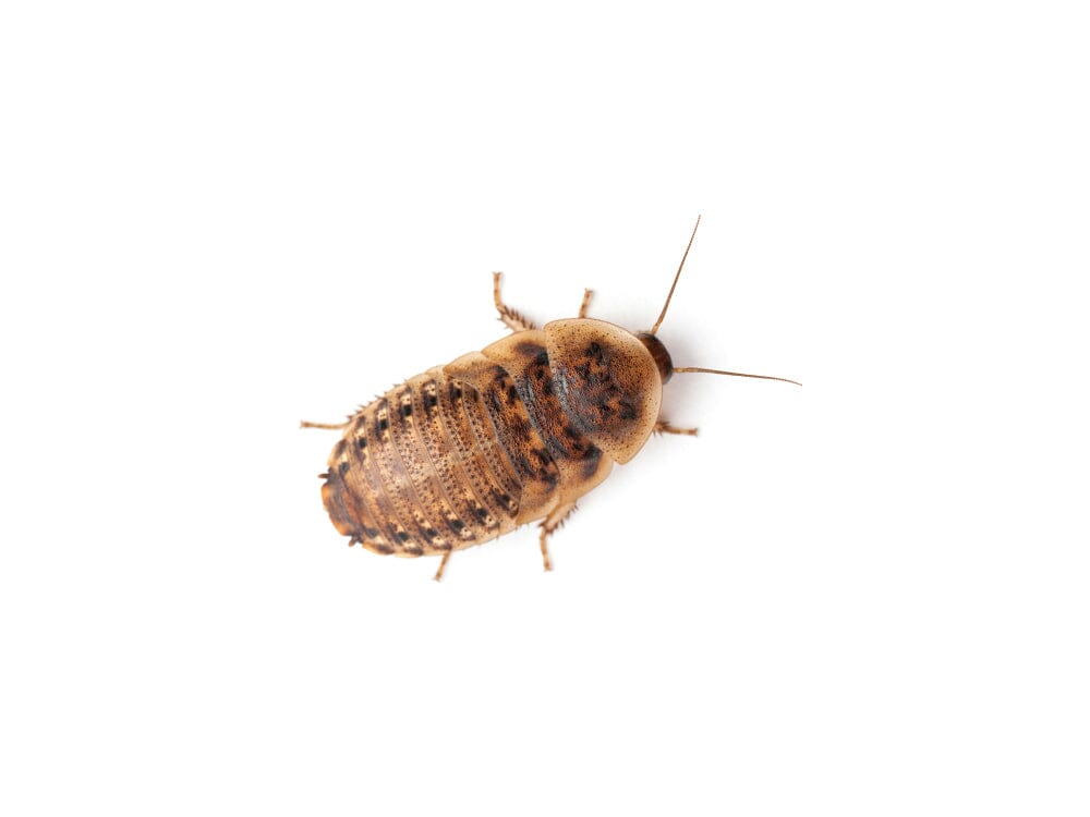 Small 3/8" Dubia