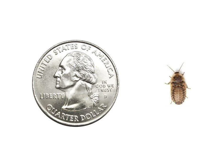 Small 3/8" Dubia - Image 2