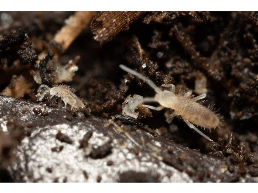 Springtail Starter Culture Tropical Pink (Coecobrya cf. tenebricosa) - Image 3