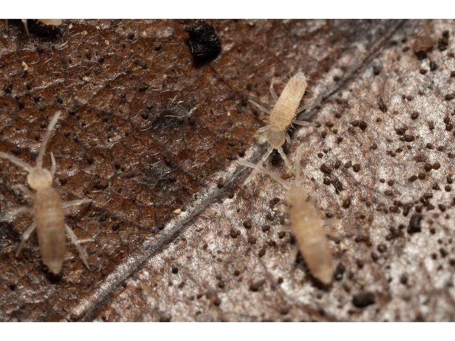 Springtail Starter Culture Tropical Pink (Coecobrya cf. tenebricosa) - Image 4