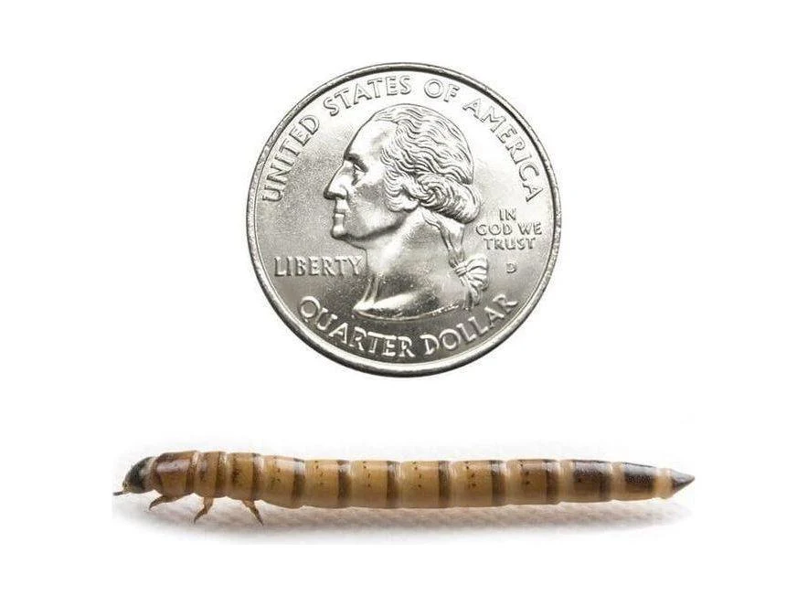 Superworms - Image 19