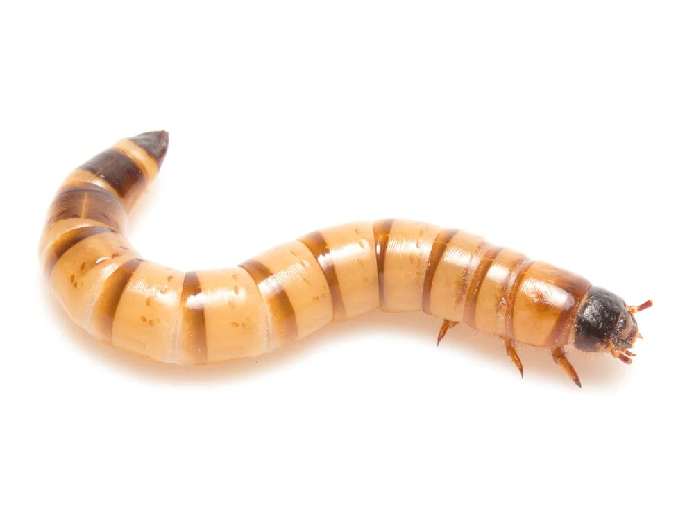 Large Superworms