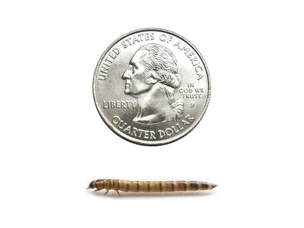 Superworms FREE SHIPPING - Image 14