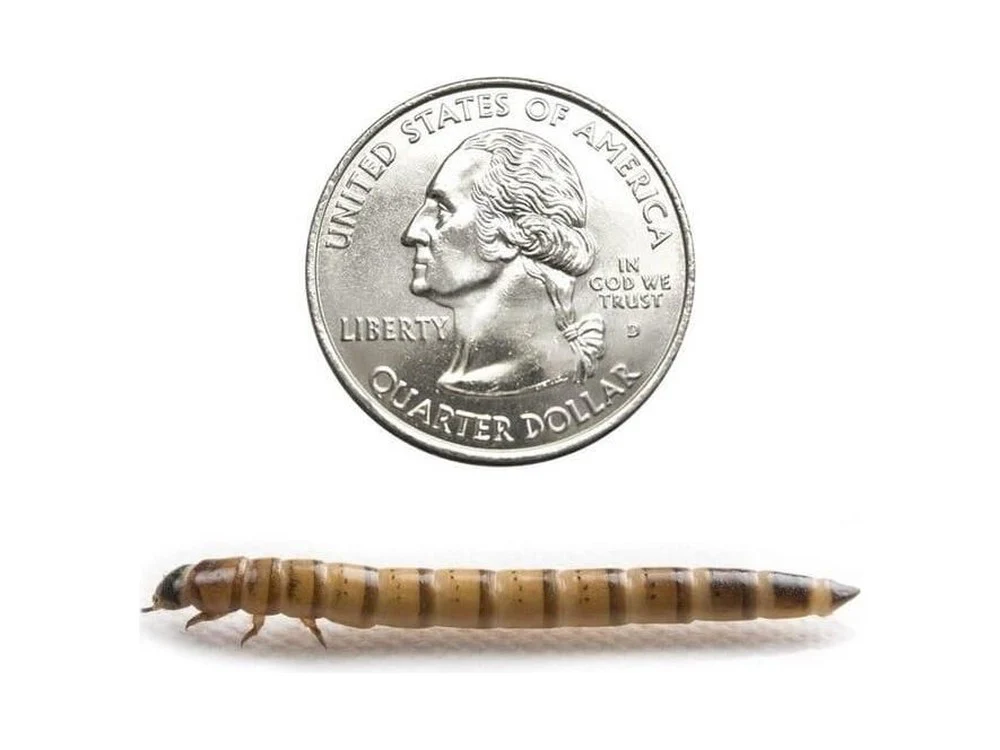 Superworms FREE SHIPPING - Image 21