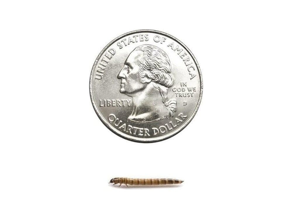 Superworms FREE SHIPPING - Image 24