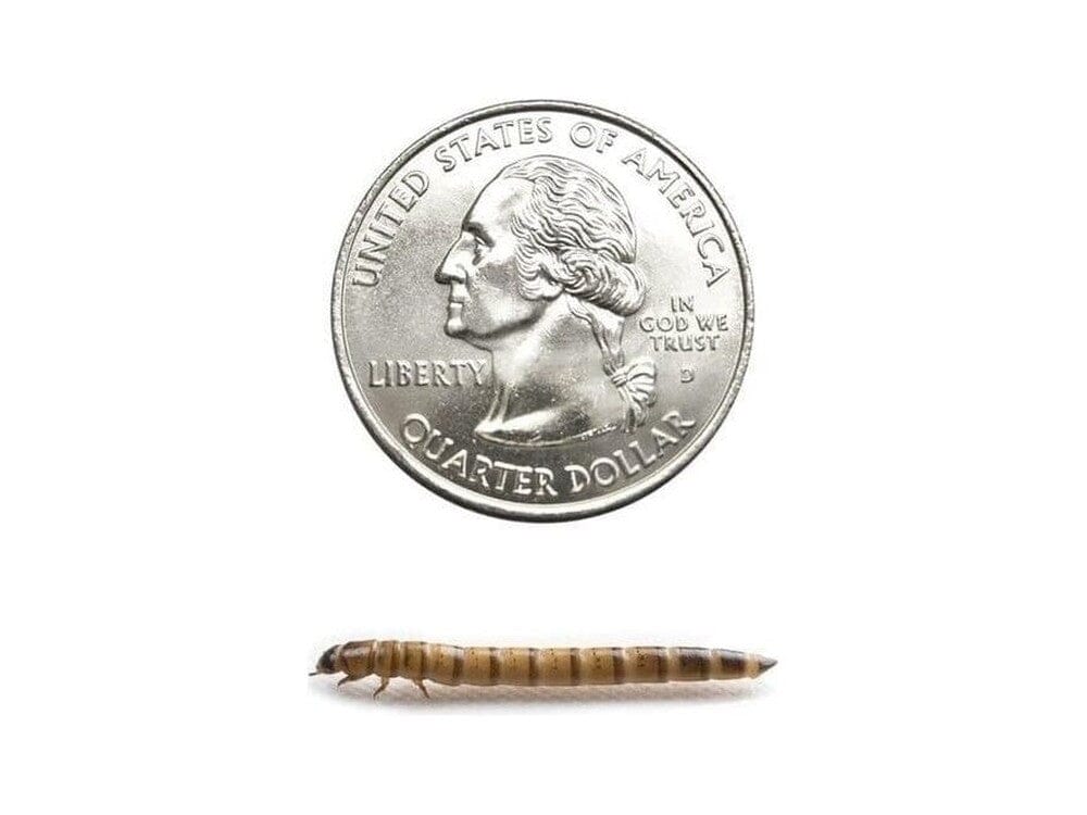 Superworms FREE SHIPPING - Image 37
