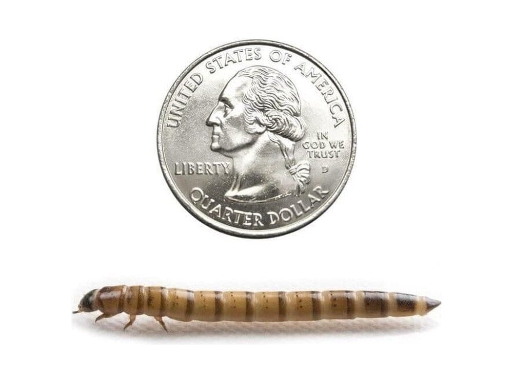 Superworms FREE SHIPPING - Image 39