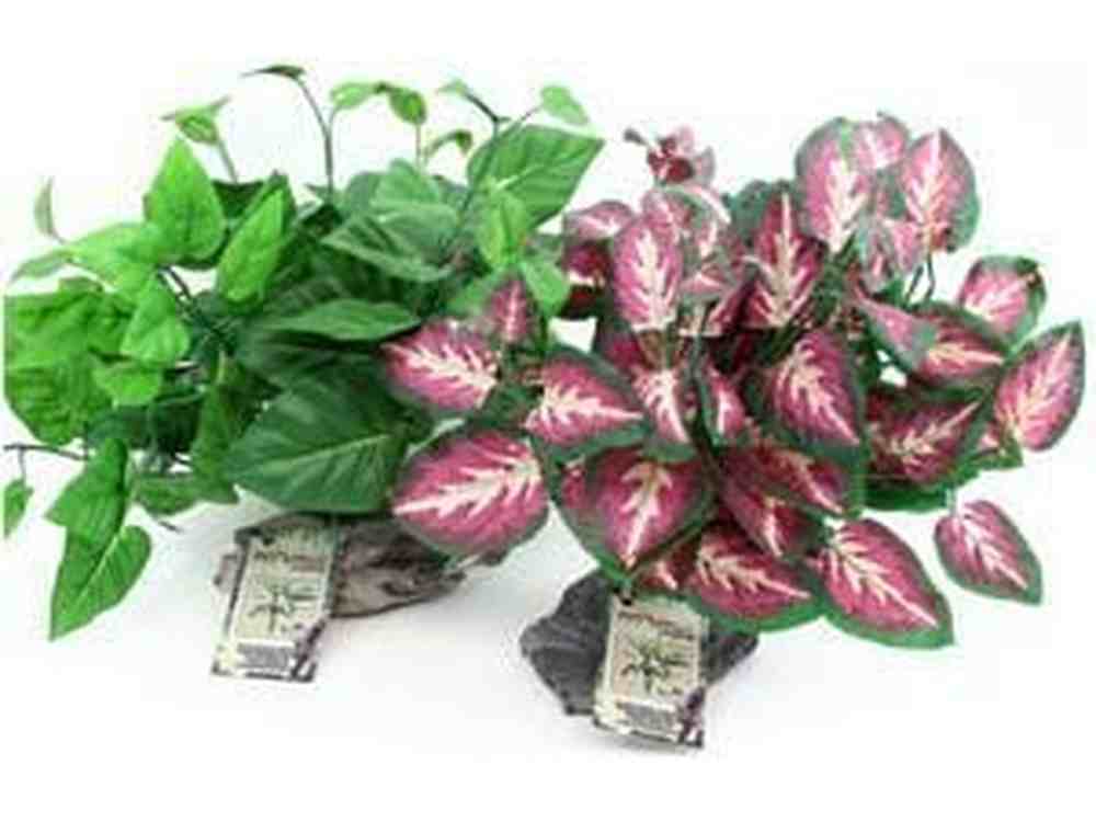 Magnaturals Tropical Plant on Stone