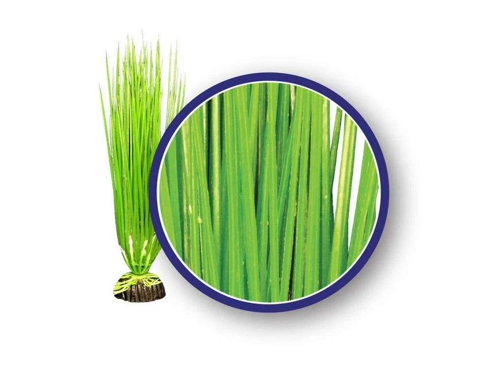 Weco Products Freshwater Series Asian Hairgrass Aquarium Plant Green, 1ea/18 in