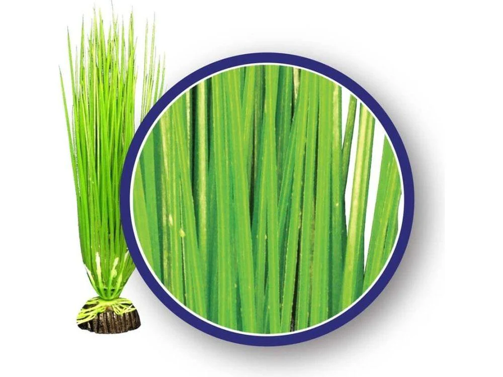 Weco Products Freshwater Series Asian Hairgrass Aquarium Plant Green, 1ea/6 in