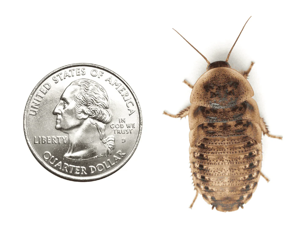 Dubia Roaches 250ct Auction