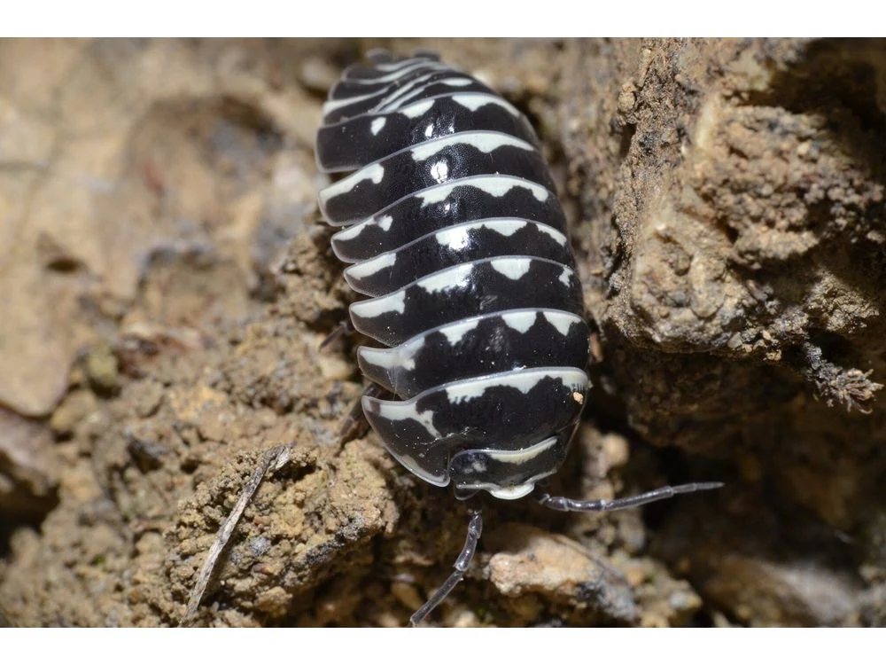 Zebra (Armadillidium maculatum) Isopods 10ct Auction